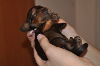 Jamnik d�ugow�osy - szczeni�